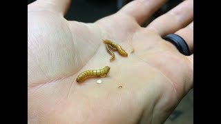 Sifting our DIY Mealworm Bins [upl. by Aroled]