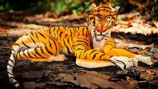 Body painting How to make a tiger body painting [upl. by Eelir]