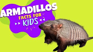 All About Armadillos  Armadillo Facts for Kids [upl. by Boykins829]