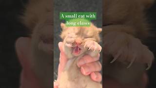 A small cat with long claws shorts short shortvideo cat catlover [upl. by Enicar86]