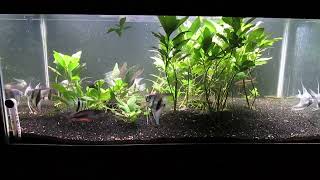 Fat 40Gallon Planted Angelfish and Rainbowfish Aquascape 5724 [upl. by Rebme]