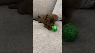 Brussels griffon puppy and a green ball shortsbrusselsgriffongriffonspuppylifegriffonpuppy [upl. by Gilmer437]