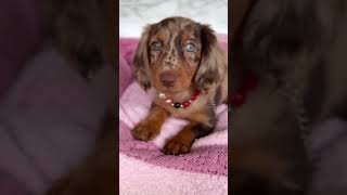 Miniature long haired dachshund 💗 bassotto dachshund coquette [upl. by Locklin]