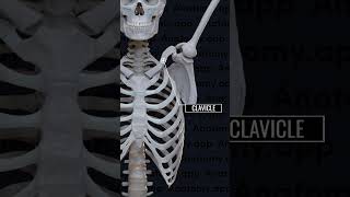 Pectoral Girdle  Glenoid cavity  Humerus anatomy bones ncert biology skeleton clavicle [upl. by Saisoj]