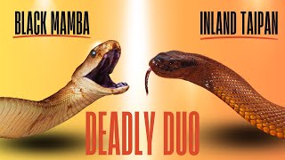 The Black Mamba versus The Inland Taipan  Deadly Snake Duel naturelovers wildlife snake [upl. by Monarski689]