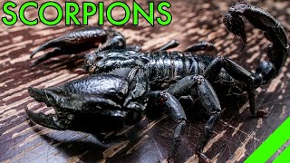 How To Keep the Asian Forest Scorpion Heterometrus Species Care [upl. by Anirdna37]