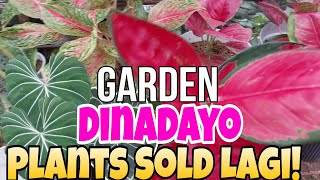 Garden Dinadayo Plants Sold Lagigarden houseplants display vlogger plants greengreenminds [upl. by Annelak841]