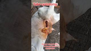 Tube cystotomy in calf  urolithiasis calculi rapture of urethra [upl. by Firmin]