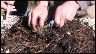 Dividing Hostas [upl. by Tunnell559]