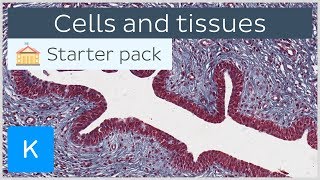 Cells and tissues types and characteristics  Human histology  Kenhub [upl. by Navonod]