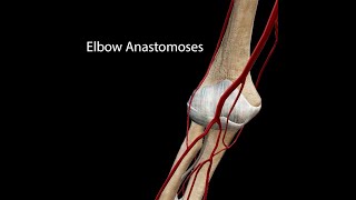 Elbow Anastomoses [upl. by Onivag848]