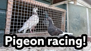 Pigeon Racing  Moulting season starts  Typical day in the pigeon loft [upl. by Aissatan]