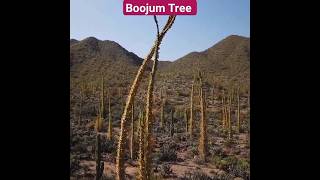 All About Unusual Boojum Trees youtubeshorts youtube ytshorts [upl. by Garwood]