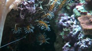 Crinoid Feather Star in Home Aquarium [upl. by Rorry265]