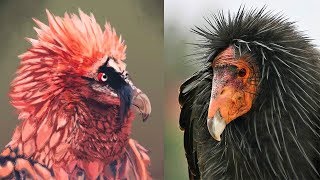 10 Most Majestic Vultures in the World [upl. by Lincoln]