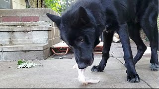 Blue Bay Shepherd Eats Raw Turkey Wing Mukbang [upl. by Normak]