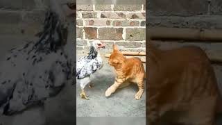 funny cats video 😂😂funny kitten shorts [upl. by Hagerman]