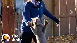 Cat Abandoned When Owners Moved Jumps Into His Rescuers Arms  The Dodo Cat Crazy [upl. by Ainafetse]