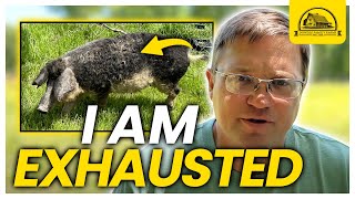 I Am Exhasuted Watch This Before Raising Mangalitsa Pigs [upl. by Vandyke]