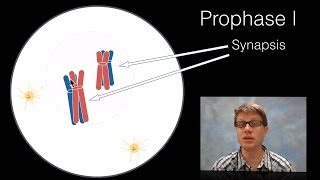 Phases of Meiosis [upl. by Chip]