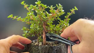 Pruning My Lilliput quotVolcanoquot Bonsai Tree  Portulacaria Afra [upl. by Engenia]