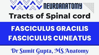 Fasciculus gracilis and Fasciculus cuneatus  Medial Lemniscus pathway [upl. by Aramad421]