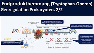 TryptophanOperon Endprodukthemmung am Beispiel trpOperon  Genregulation Prokaryoten 22 [upl. by Dez]