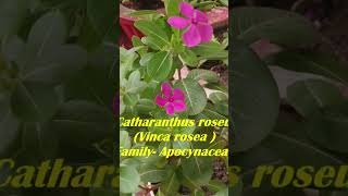 Vinca Periwinkle Medicinal Uses  Sadabahar Health Benefits सदाबहार के फायदे medicinalplants [upl. by Eire52]