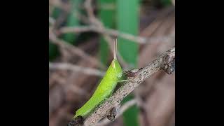 CUTE BABY GRASSHOPPER PERCH ON DRIED TWIG insects cute babygrasshopper perch dried twigs [upl. by Wurtz]