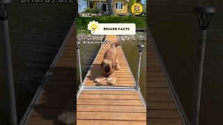 Briard Facts shorts briard dogfacts factsvideo [upl. by Charlean66]