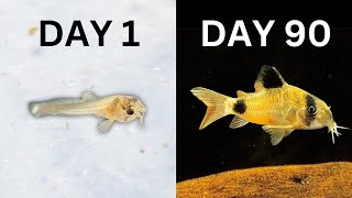 How to Breed Corydoras  In Depth Guide [upl. by Ydissak221]