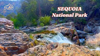 Drinking Tea by the Widest Tree in the World Sequoia National Park Make a Tea by a clean River [upl. by Wylde738]