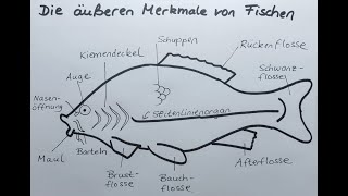 Biologie Klasse 6  Wirbeltiere  Fische  äußere Merkmale von Fischen [upl. by Nonnek]