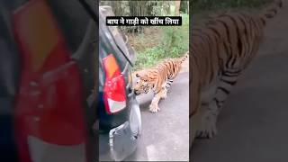 Pahadi Tiger N Gadi Ko Hila Diya  Road Bahut Khatarnaak  Baagh Dikha Aaj  Pahadi Hills [upl. by Haimorej]