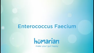 Enterococcus Faecium [upl. by Aihceyt902]