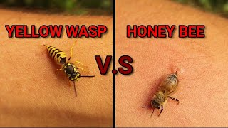 Wasp sting Vs Hone Bee sting  Can Bees amp Yellow Jacket pull out their stingers Hornet wildlife [upl. by Junie295]