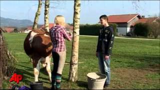 Udderly Amazing Girl Teaches Cow to Jump [upl. by Livvie]