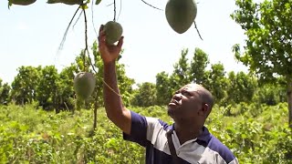 Il produit des mangues ivoiriennes en masse pour lEurope [upl. by Alisen]