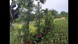 MAKI Podocarpus  Buddhist Pine Plants Propagation Process [upl. by Elmer]