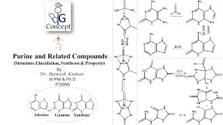 Purine and related compounds Structure Elucidation Synthesis amp Property [upl. by Alrzc]