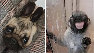 Made your day with these funny and cute Pug Puppy Videos Compilation [upl. by Ahslek59]