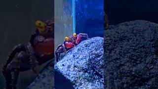 Bright eyes 👀 crab crayfish crabbing fishdad ytshorts aquariumhobby [upl. by Hay]