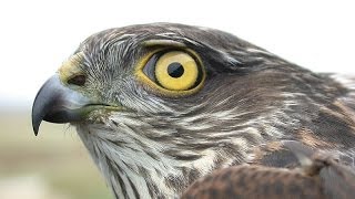 Sparrowhawk  Eurasian Sparrowhawk Bird Call and Pictures for Teaching BIRDSONG [upl. by Anirdua]