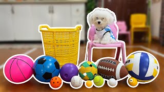 Learn Sports Ball Names with Different Balls amp Cute Dog Reactions 🐶⚽🏀 [upl. by Weisbrodt891]