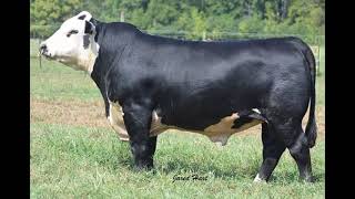 Black Hereford Cattle  Everything You Need To Know [upl. by Alli]