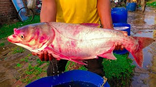 10 KG WEIGHT BIG Bighead Carp Fish [upl. by Hellah]