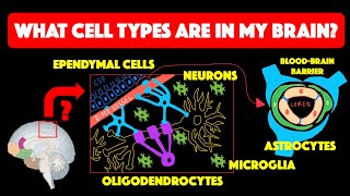 Types of glial cells [upl. by Nochur]