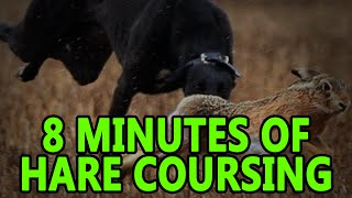 Hare Coursing 8minutes  Working Lurcher [upl. by Nimaynib]