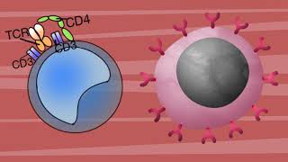 FISIOPATOLOGIA DE LA DISTROFIA MUSCULAR DE DUCHENNE [upl. by Tinor]