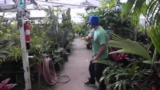 Jungle Music Palm and Cycad Nursery Video 2014 [upl. by Kcirb]